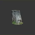 Natural Tree Stump With Detailed Bark Texture And Fresh Green Moss At The Base