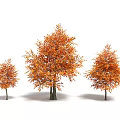 Three Autumn Trees With Orange Leaves In Different Sizes Isolated On White Background 3d model