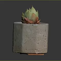 Vibrant Succulent Plant in Terracotta Hexagonal Pot with Green Top and Orange Base Leaves
