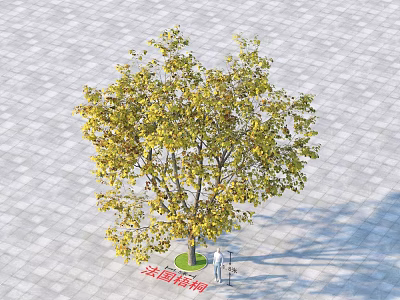 Golden Foliage Platanus Tree In Paved Square With Two People Standing 3d model