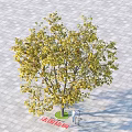Golden Foliage Platanus Tree In Paved Square With Two People Standing