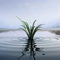 Green Plant with White Flowers Long Leaves Growing in Water Ripples Distant Mountains Lilac Sky