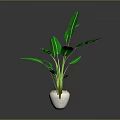 Green Tropical Plant in White Pot with Large Leaves Against Gray Background