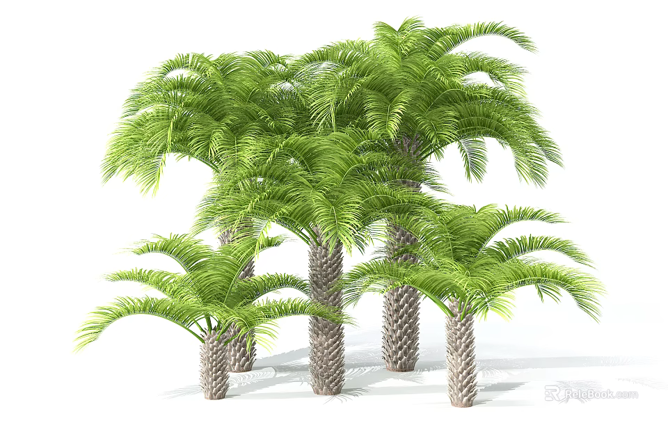Tall and Short Palm Trees Featuring Green Fronds and Textured Trunks in Natural Environment 3d model 