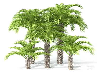 Tall and Short Palm Trees Featuring Green Fronds and Textured Trunks in Natural Environment 3d model