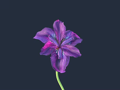 Purple Iris Flower with Vibrant Petals and Green Stem on Dark Background 3d model