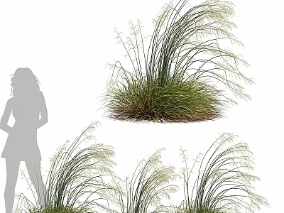 Decorative Ornament Set With Tall Grass Plants And Female Silhouette For Interior Decor 3d model