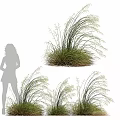 Decorative Ornament Set With Tall Grass Plants And Female Silhouette For Interior Decor