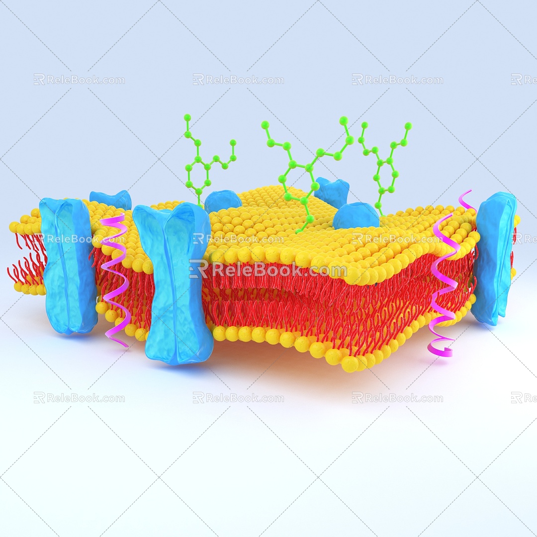 Modern cell phospholipid bilayer 3d model