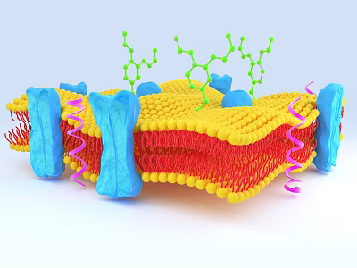 Modern cell phospholipid bilayer 3d model