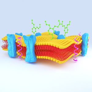 Modern cell phospholipid bilayer 3d model