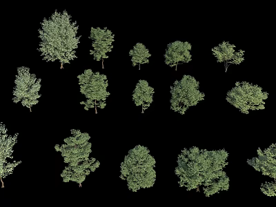 Arbor Trees With Various Types Different Sizes And Green Foliage For Landscape Design 3d model