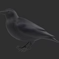 Gray Bird Standing On Dark Background With Detailed Feather Features 3d model