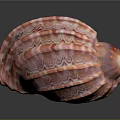 Vibrant Red And White Striped Conch Shell With Spiral Pattern On Gray Background