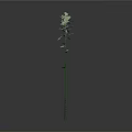 Tall Green Plant with Slender Stem Branches Leaves and Reflection on Gray Background