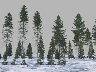 Tall And Small Pine Trees In Snowy Garden Landscape With Green Foliage 3d model