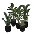 Indoor Decorative Potted Plants With Various Green Leaves And Black Pots