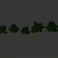 Green Trees with Slender Trunks and Lush Leaves Arranged in a Row Against Grey Background