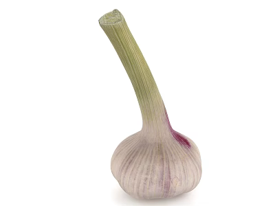 Fresh Whole Garlic Bulb With Green Stalk And Purple Striped Skin On White Background 3d model