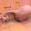 Structure diagram of the female uterus of human organs 3d model