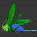 Green grasshopper with yellow head blue abdomen long antennae green wings on black background reflection