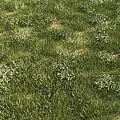 Lush Green Grassland With Diverse Low Growing Plants And Natural Greenery