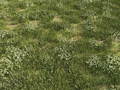 Lush Green Grassland With Diverse Low Growing Plants And Natural Greenery 3d model