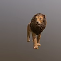 Realistic 3D Lion Model In Standing Pose With Detailed Mane And Features 3d model