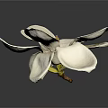 White Magnolia Flower with Open Petals and Yellow Stamen on Dark Background Showing Soft Reflection