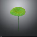 Vibrant Green Lotus Leaf Plant With Long Stem On Smooth Gray Background Surface
