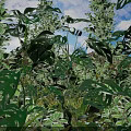 Lush Monstera Leaves And Various Green Plants In Natural Outdoor Environment With Blue Sky