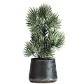 Stylish Bonsai Potted Plants with Cactus Palm and Grass in Dark Colored Ceramic Pots