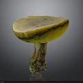 Natural Fresh Edible Mushroom With Yellow Cap Light Inner Surface And Mossy Root