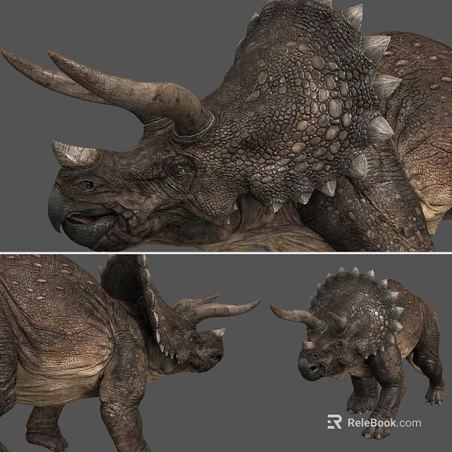 Detailed Reptile Triceratops With Large Horns Rough Skin Back Spikes And Multiple Angles 3d model 
