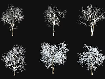Six Leafless Trees With Clear Trunks And Branches On Black Background 3d model