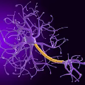 Medical Device 3D Neuron Model with Complex Branches and Yellow Axon for Neuroscience Research