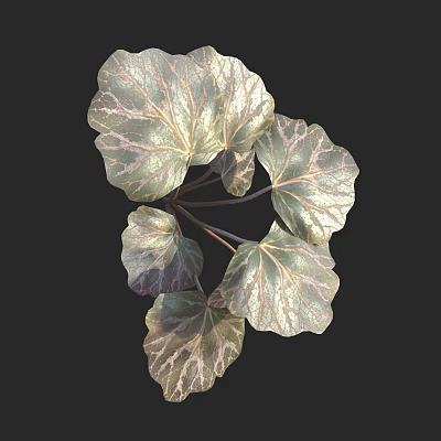 Modern tiger grass tiger grass tiger grass tiger's ear grass tiger's ear grass tiger's ear grass genus perennial herbs 3d model