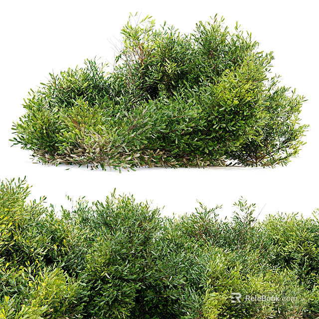Lush Green Shrubs With Dense Foliage And Vibrant Fresh Leaves Thriving Well 3d model 