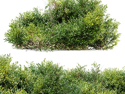 Lush Green Shrubs With Dense Foliage And Vibrant Fresh Leaves Thriving Well 3d model