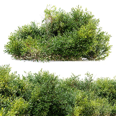 Lush Green Shrubs With Dense Foliage And Vibrant Fresh Leaves Thriving Well 3d model