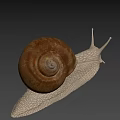 Close Up View Of Garden Snail With Brown Spiral Shell And Light Colored Textured Body