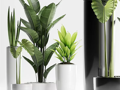 Various Green Leafy Bonsai Plants in White and Black Decorative Planters for Indoor Home Decor 3d model