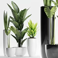 Various Green Leafy Bonsai Plants in White and Black Decorative Planters for Indoor Home Decor