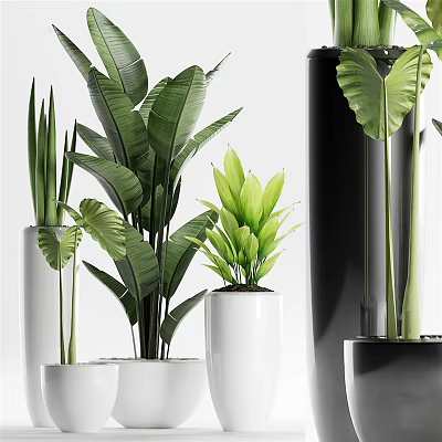 Various Green Leafy Bonsai Plants in White and Black Decorative Planters for Indoor Home Decor 3d model