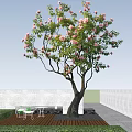 Beautiful Arbor Tree with Pink Blossoms and Green Leaves Against Blue Sky