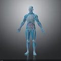 Detailed Blue Human Figure 3D Anatomy Model With Skeletal Lines And Reflective Surface
