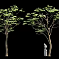 Person In White Dress Standing Beside Tree With Green Leaves On Black Background
