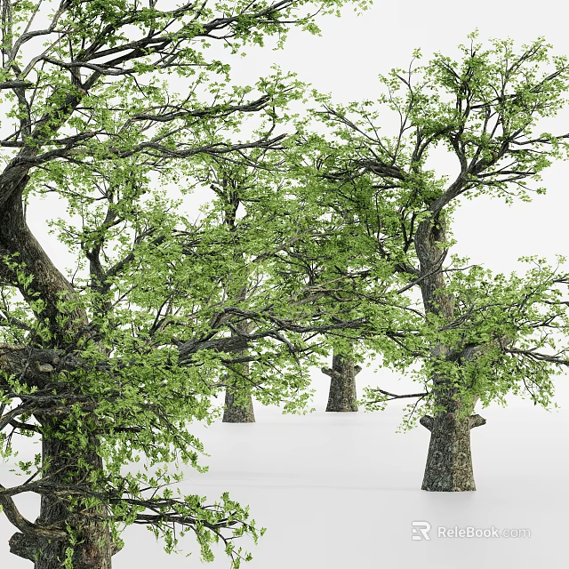 Tall Arbor Trees With Lush Green Foliage And Thick Trunks In Natural Setting 3d model 