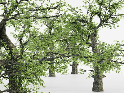 Tall Arbor Trees With Lush Green Foliage And Thick Trunks In Natural Setting 3d model