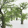 Tall Arbor Trees With Lush Green Foliage And Thick Trunks In Natural Setting